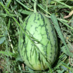 スイカショック２、、、、、