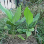 これぞ「ほっちっち農業」、、、、、