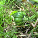 復活カボチャ、、、、