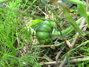 復活カボチャ、、、、