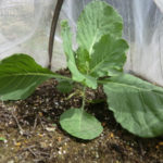 順調キャベツ、、、、