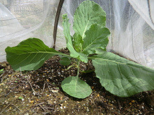 順調キャベツ、、、、