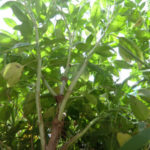 バジルは木なのか、、、、、