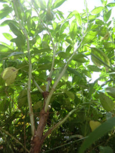 バジルは木なのか、、、、、