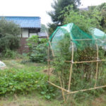 明日は台風、、、、、