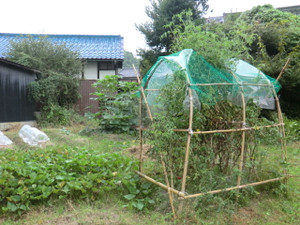 明日は台風、、、、、