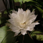 ウツクシキカナ、、、、、、