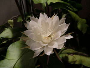 ウツクシキカナ、、、、、、