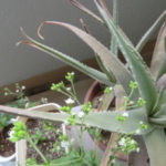 ステビアの花、、、、、