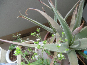 ステビアの花、、、、、