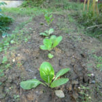 ハクサイの植え付け、、、、