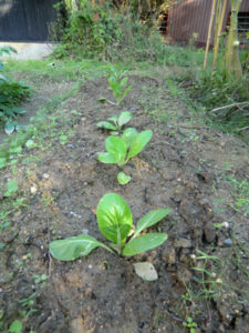 ハクサイの植え付け、、、、