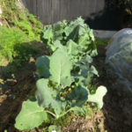 今の畑は、、、、