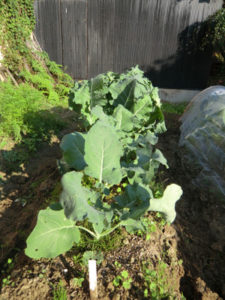 今の畑は、、、、