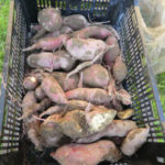 イモ掘り、、、、、