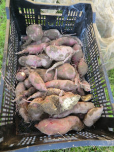 イモ掘り、、、、、