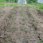 タマネギの植え付け、、、