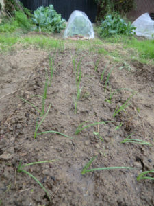 タマネギの植え付け、、、