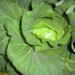 キャベツの収穫、、、、