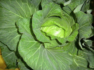 キャベツの収穫、、、、