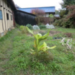 窯焚きと窯焚きの合間に、、、、、