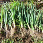 収穫、、、、、