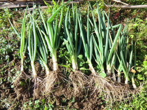 収穫、、、、、