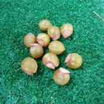 ムクロジ、、、、