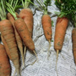 今年最後の収穫、、、、、