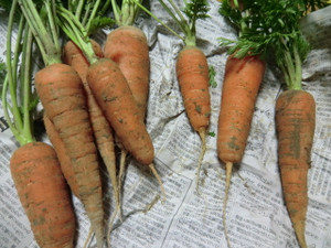 今年最後の収穫、、、、、