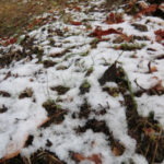 初冠雪、、、、