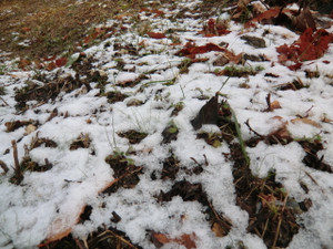 初冠雪、、、、