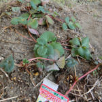 畑へ、、、、、、