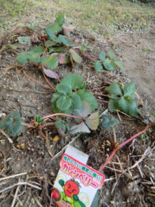 畑へ、、、、、、