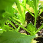 休日の過ごし方、、、、、