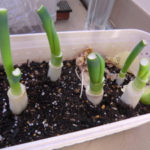 生きる力、、、