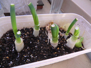 生きる力、、、