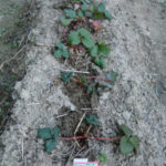 イチゴは、、、、