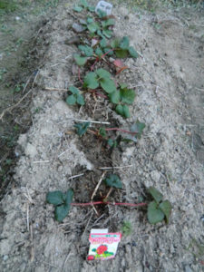 イチゴは、、、、