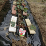 畑作業、、、、、