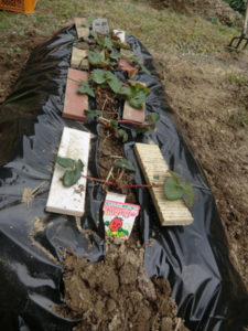 畑作業、、、、、