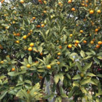 今年も金柑、、、、、