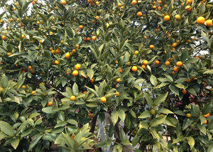 今年も金柑、、、、、