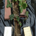 イチゴは、、、、、