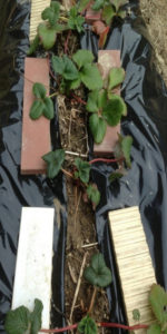 イチゴは、、、、、