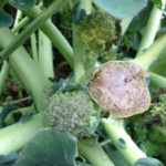 農作業、、、、、