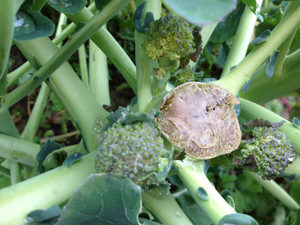 農作業、、、、、