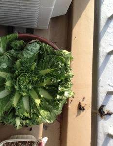 憎たらしいカラス、、、、、