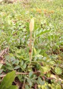 春のサイン、、、、、