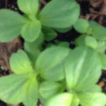 越冬ステビア、、、、、